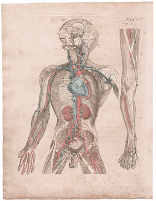 A View of the Arterial and Venous Systems